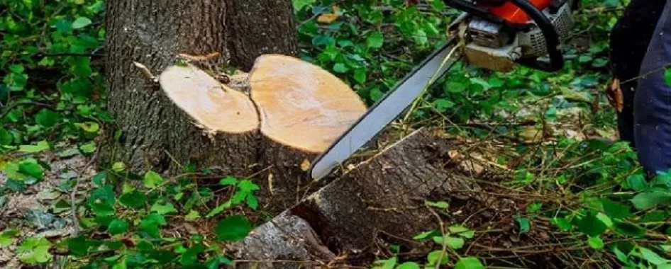 Custom residential landscaping for homes across Newark, DE - Tim's Landscaping and Tree Service