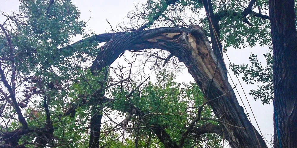 Affordable yard maintenance in Newark, DE - Tim's Landscaping and Tree Service