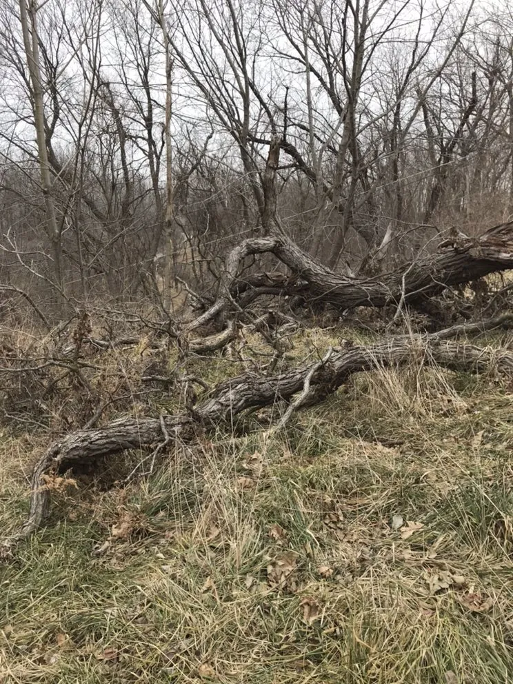 Trusted landscaping services experts serving Saint Joseph, MO - Tim’s Lawn and Garden