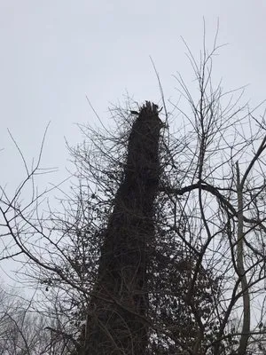 Tim’s Lawn and Garden Logo