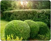 Professional landscape design experts serving Lawrence, KS - Tim's Tree & Lawn