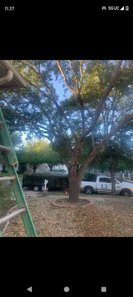 Affordable yard cleanup service for homes across Garfield, TX - Tim's tree and landscaping