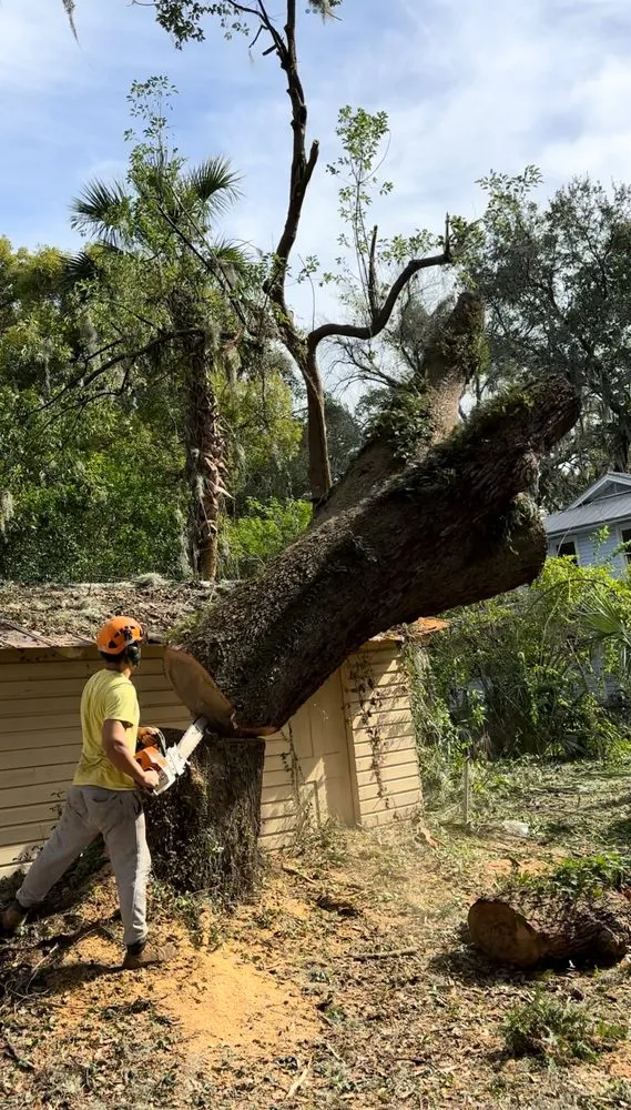 Custom lawn mowing service experts serving Jacksonville, FL - Tim’s tree removal