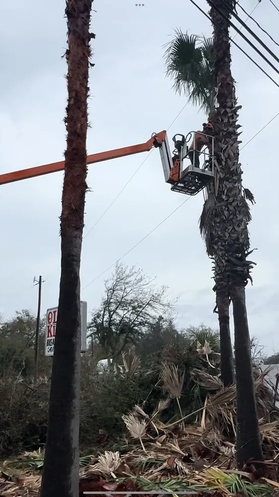 Local yard maintenance experts serving Jacksonville, FL - Tim’s tree removal