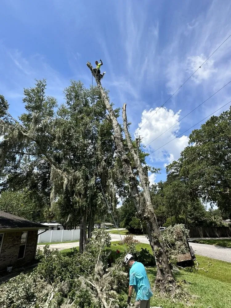 Affordable garden landscaping near you across Jacksonville, FL - Tim’s tree removal