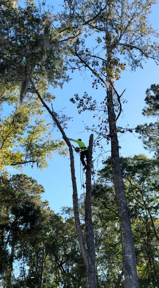 Affordable residential landscaping in Jacksonville, FL - Tim’s tree removal