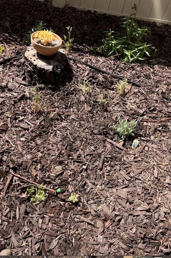 Local yard cleanup service for outdoor upgrades in San Diego, CA by Tinh's Lawn Care and irrigation