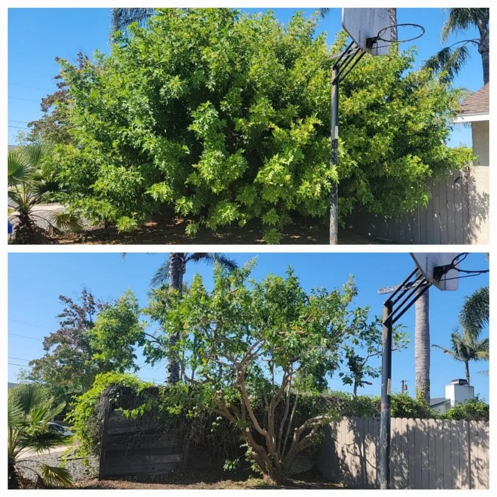 Professional outdoor landscaping experts serving San Diego, CA - Tinh's Lawn Care and irrigation