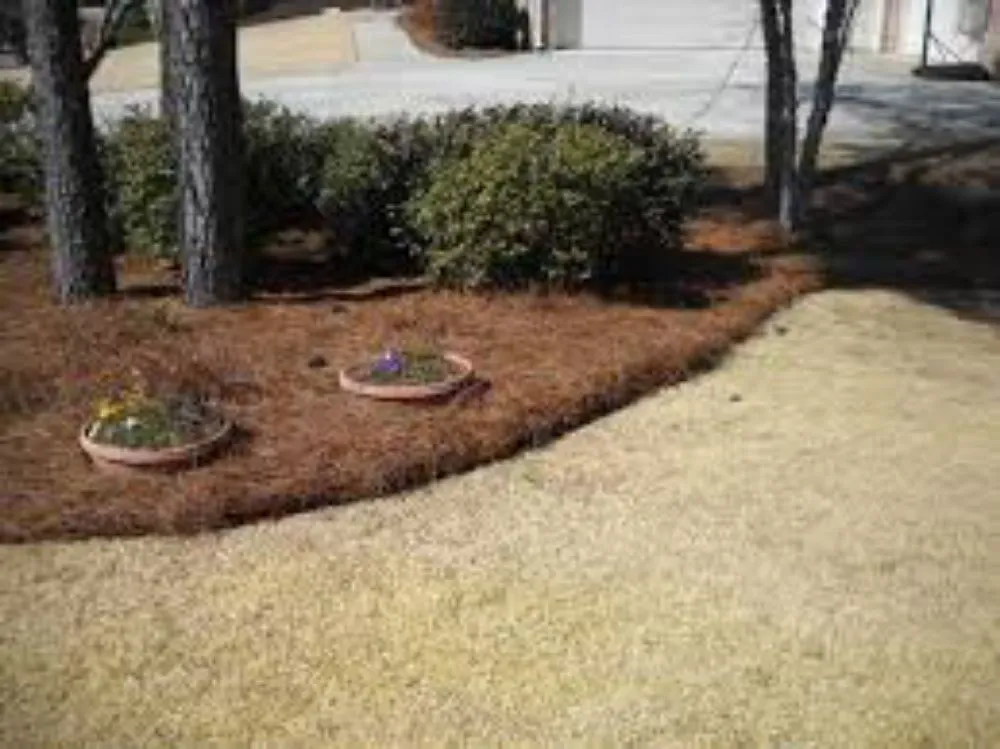 Reliable lawn care service for year-round maintenance in Tallahassee, FL by Tinnell's Yard Work