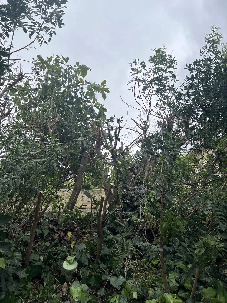 Reliable landscape installation for beautiful yards in Huntington Beach, CA by Tino & Son's Landscaping