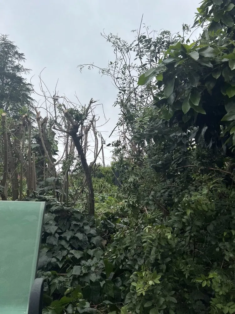 Top-rated landscape design for beautiful yards in Huntington Beach, CA by Tino & Son's Landscaping