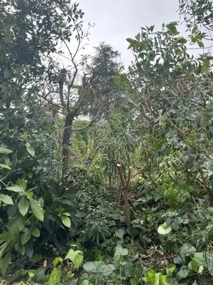 Tino & Son's Landscaping Logo