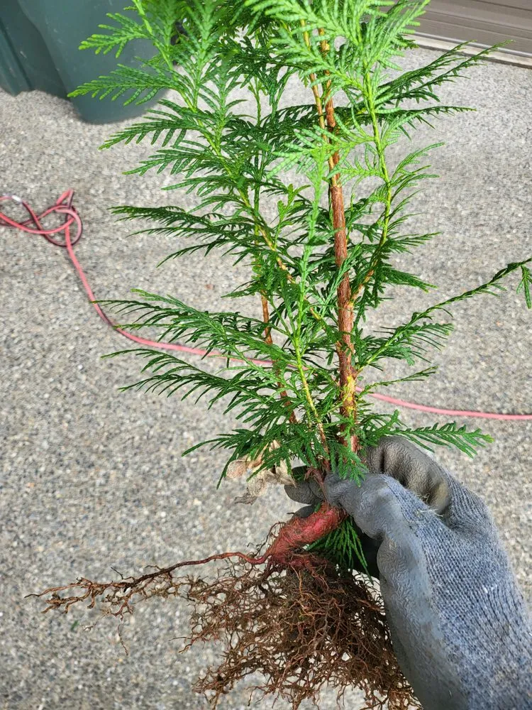 Local lawn mowing service in Renton, WA by Tin's Landscaping