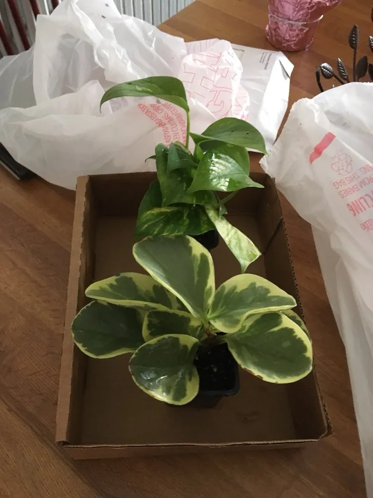 Affordable landscaping services in Owego, NY - Tioga Gardens