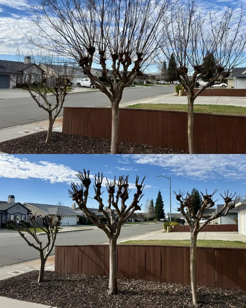 Affordable outdoor landscaping for residential properties across Red Bluff, CA - Tip Top Landscape Maintenance