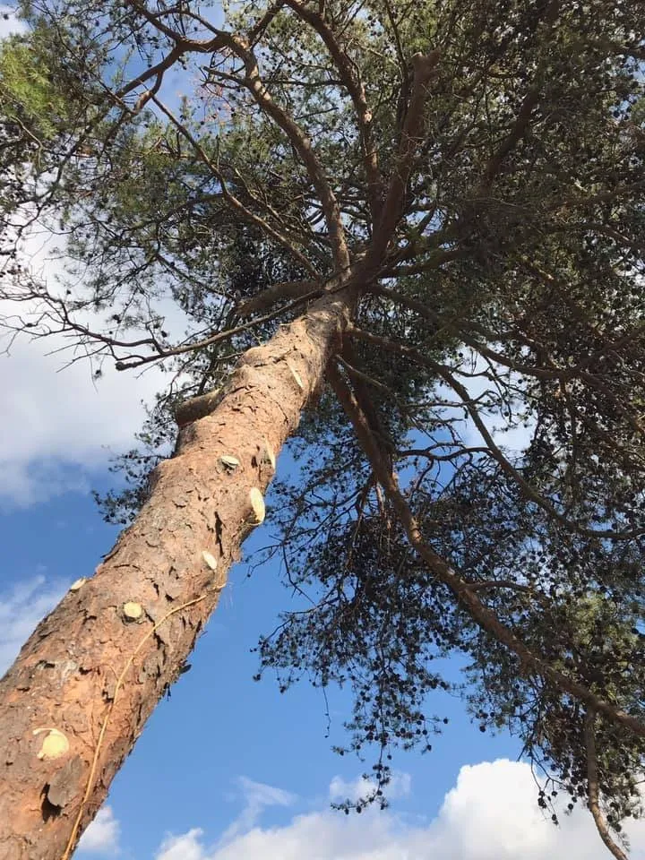 Expert yard maintenance for residential properties in Hanover, VA by Tip Top Lawn and Tree