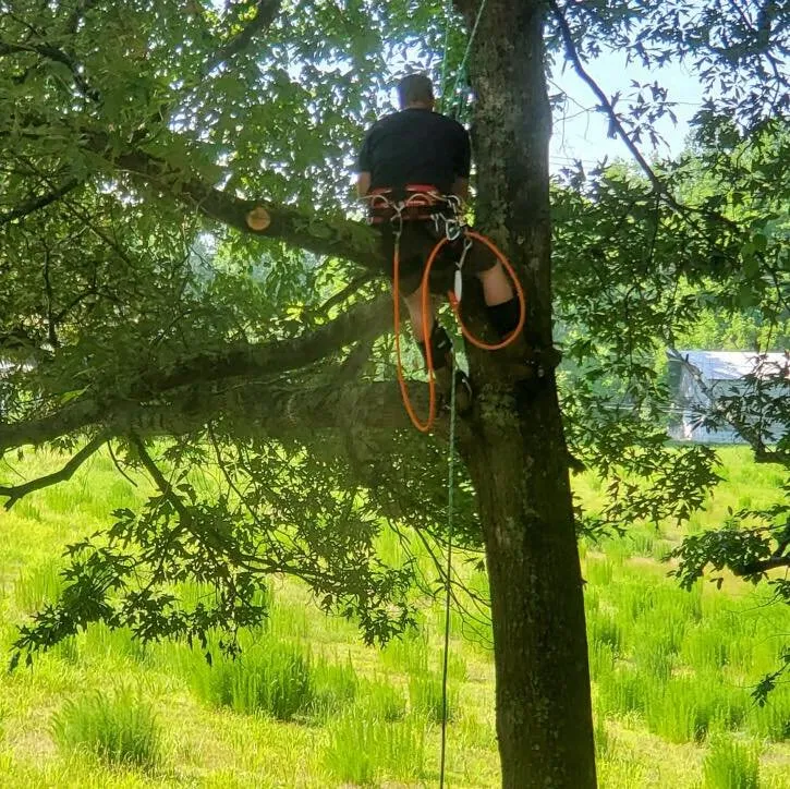 Professional landscape design for residential properties in Hanover, VA by Tip Top Lawn and Tree