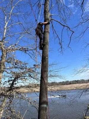 Tip Top Lawn and Tree Logo