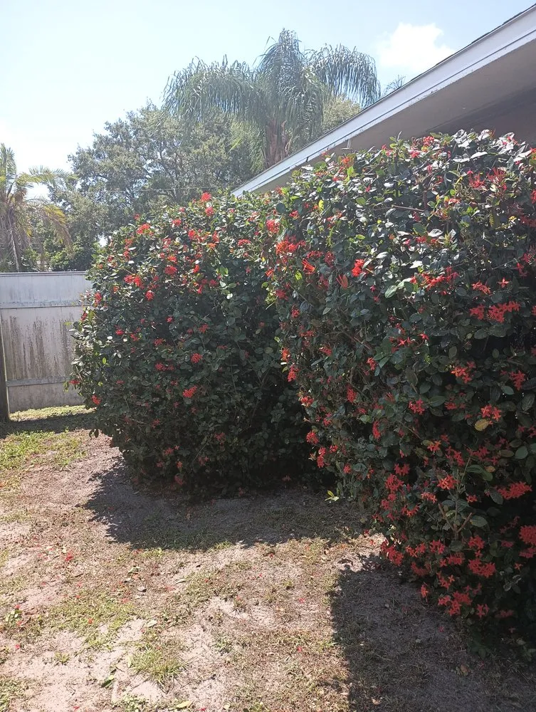 Trusted landscape design in Largo, FL by Tip Top Property Service