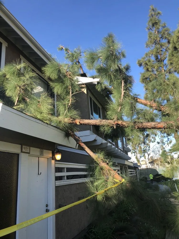 Top-rated landscape installation for year-round maintenance in La Habra, CA by Tiptop Shamrock Arborist
