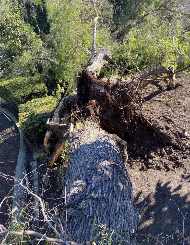 Trusted residential landscaping in La Habra, CA by Tiptop Shamrock Arborist