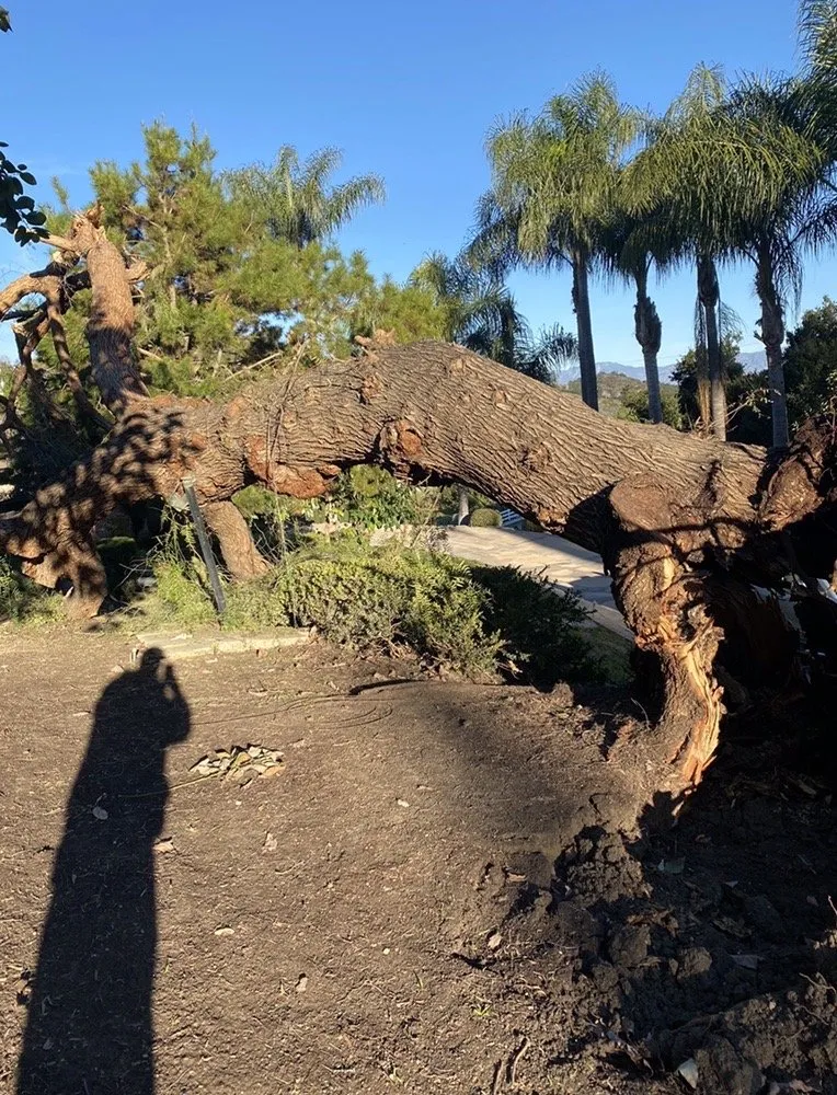 Reliable lawn care service experts serving La Habra, CA - Tiptop Shamrock Arborist