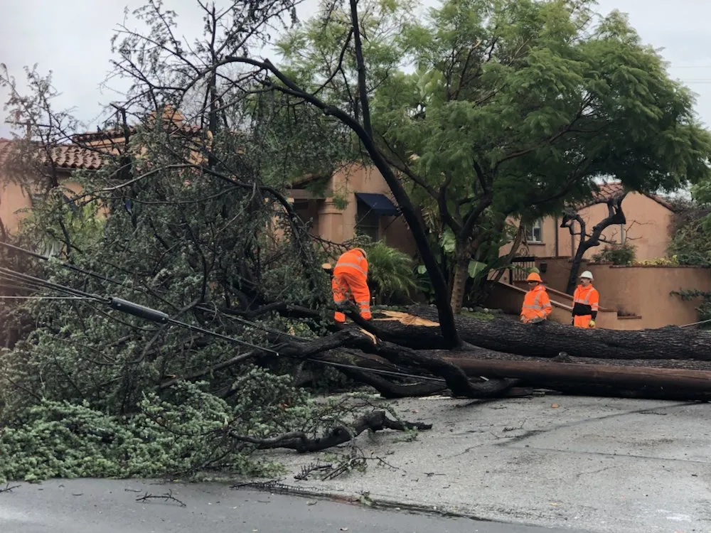 Top-rated yard maintenance in La Habra, CA - Tiptop Shamrock Arborist