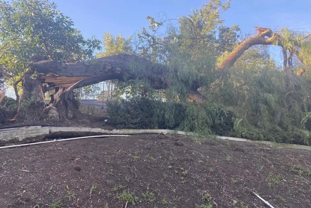 Trusted yard maintenance near you in La Habra, CA by Tiptop Shamrock Arborist