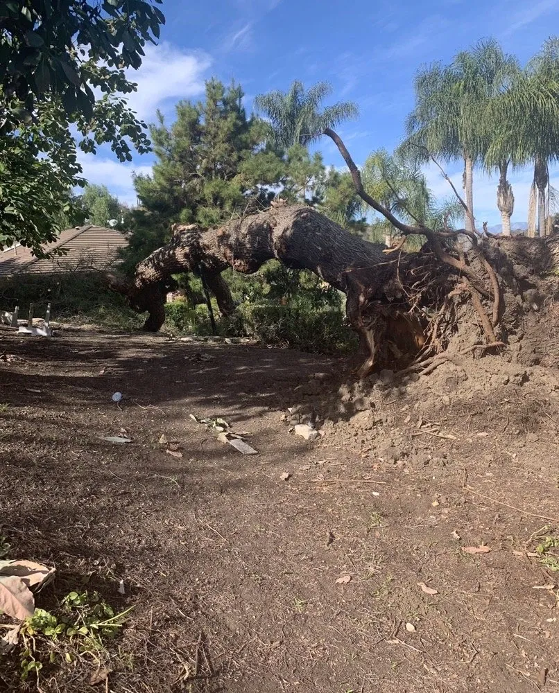 Affordable landscape design for beautiful yards in La Habra, CA by Tiptop Shamrock Arborist