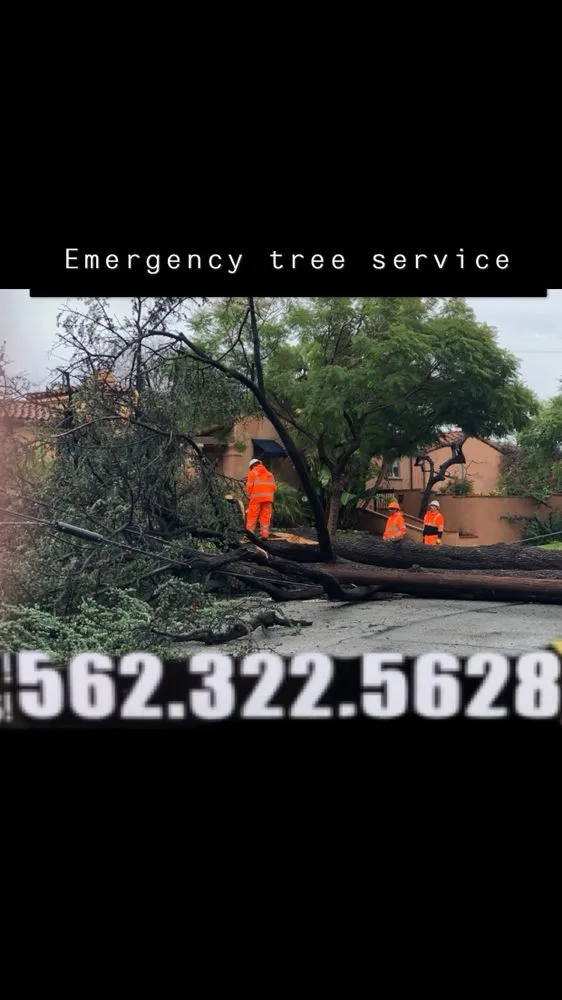 Affordable residential landscaping near you across La Habra, CA - Tiptop Shamrock Arborist