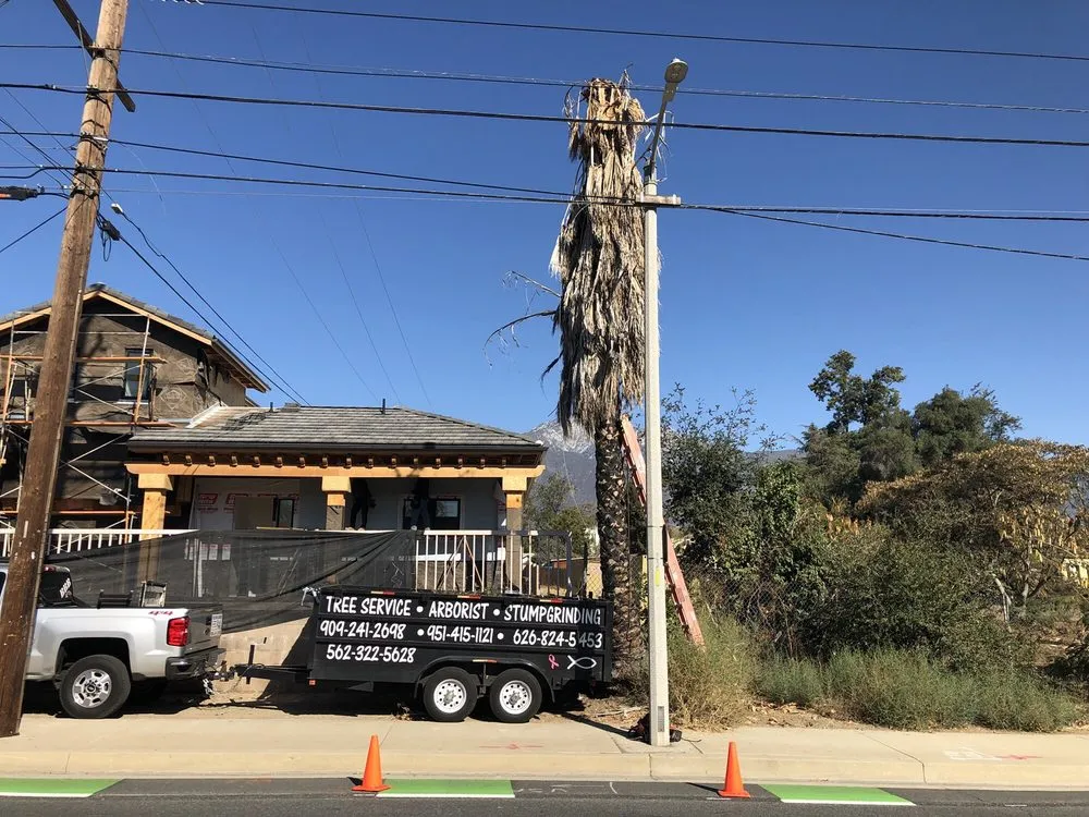 Professional yard maintenance experts serving La Habra, CA - Tiptop Shamrock Arborist