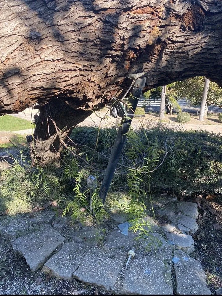 Reliable yard maintenance for homes across La Habra, CA - Tiptop Shamrock Arborist