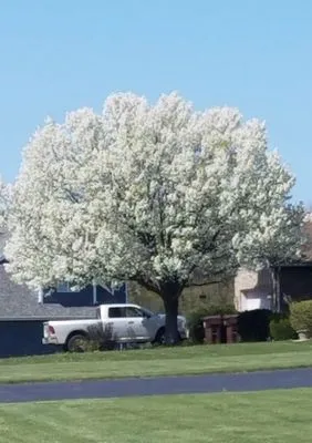 Tiptop Shamrock Arborist Logo