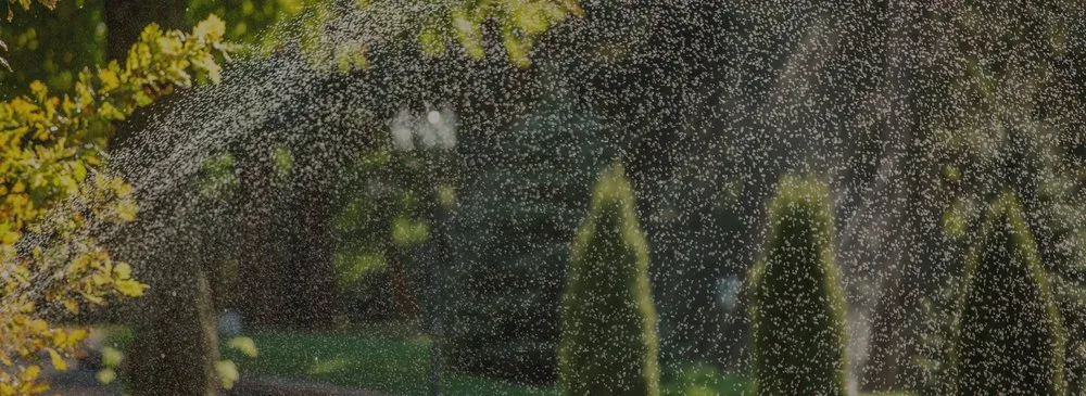 Trusted yard maintenance experts serving Lemon Grove, CA - Tipuana Enterprise