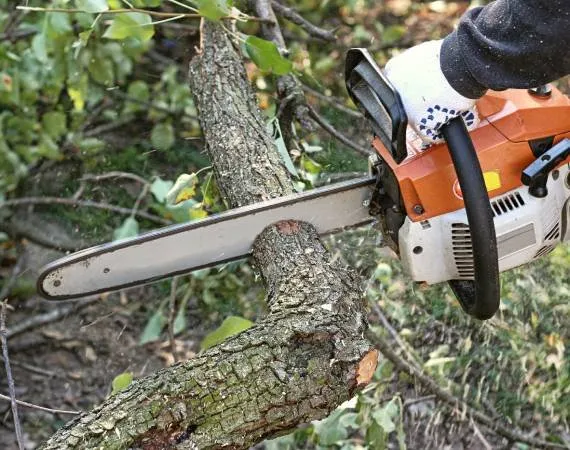 Expert yard cleanup service in Lemon Grove, CA by Tipuana Enterprise