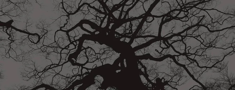 Top-rated landscape design near you across Lemon Grove, CA - Tipuana Enterprise