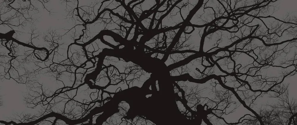 Reliable lawn care service in Lemon Grove, CA by Tipuana Enterprise