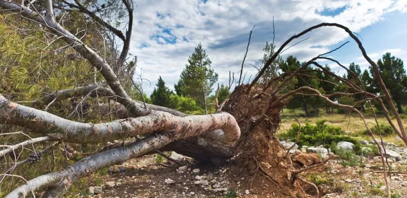 Top-rated lawn mowing service for beautiful yards across Lemon Grove, CA - Tipuana Enterprise