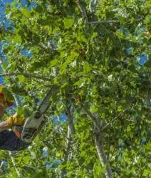 Expert landscape installation with custom design across Lemon Grove, CA - Tipuana Enterprise