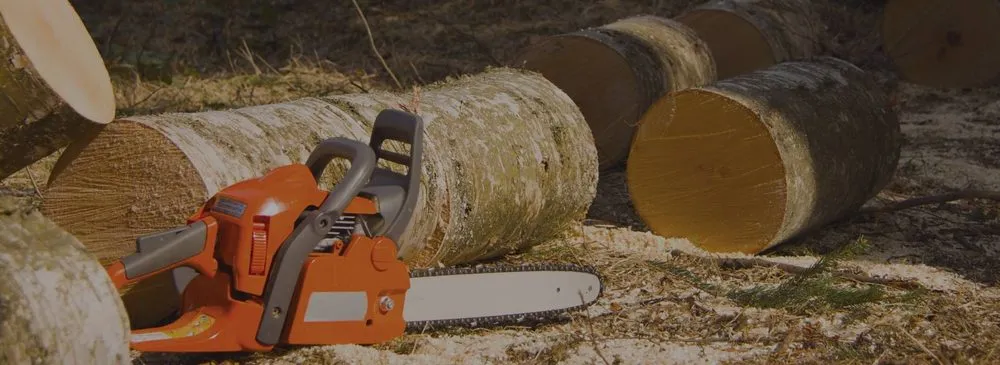 Professional yard cleanup service in Lemon Grove, CA - Tipuana Enterprise