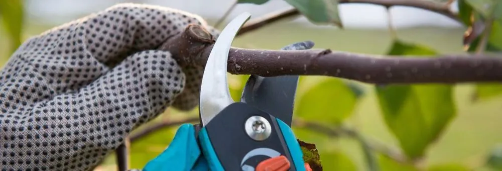 Top-rated landscaping services for residential properties in Lemon Grove, CA by Tipuana Enterprise