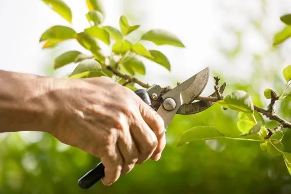 Expert lawn mowing service near you across Lemon Grove, CA - Tipuana Enterprise