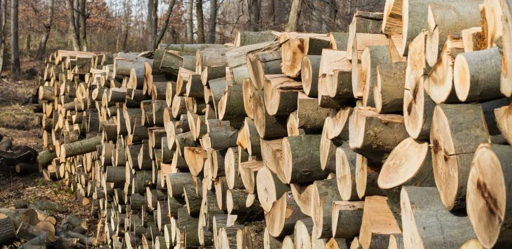 Affordable landscape design for outdoor upgrades across Lemon Grove, CA - Tipuana Enterprise