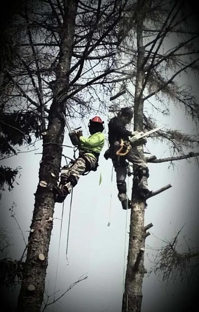 Reliable landscaping services for year-round maintenance in Sullivan, WI by Tischer's Tree & Landscape