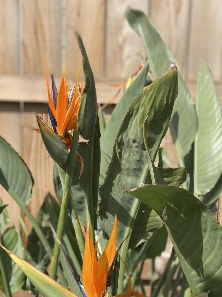 Custom landscaping services in Fresno, CA by Titan Landscaping