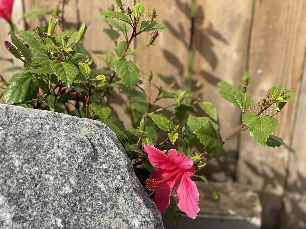 Professional lawn mowing service near you across Fresno, CA - Titan Landscaping