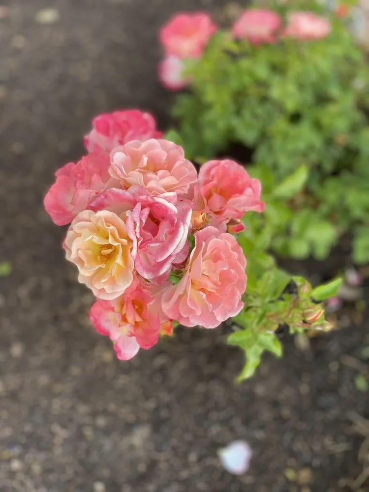 Affordable yard cleanup service experts serving Fresno, CA - Titan Landscaping