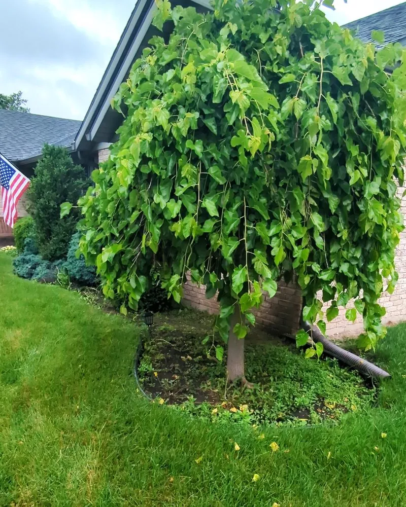 Professional landscape installation near you in Anderson, IN by Titan Lawn Services