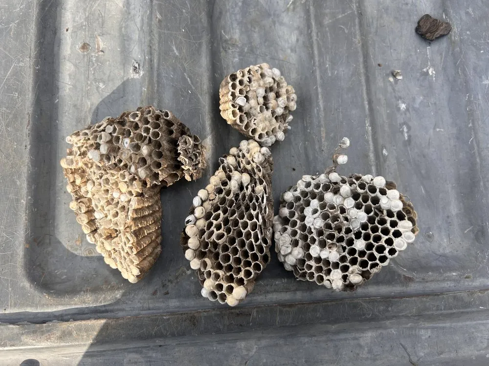 Local garden landscaping in Addison, TX by Titan Pest Defense