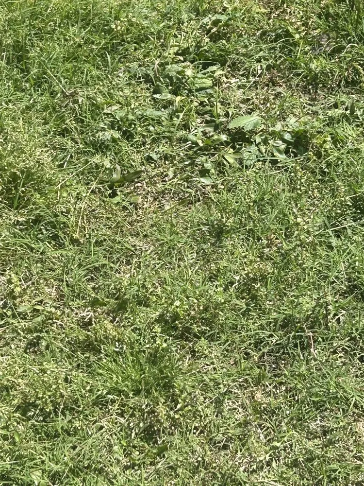 Trusted yard maintenance in Addison, TX - Titan Pest Defense